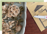 What to do in the autumn flower garden