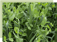 Enrich your soil with Cover Crops