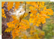 Autumn Gardening Guide: care & clean-up