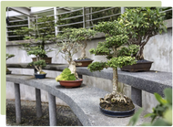 Bonsai: Care & Cultivation Bonsai: Care & Cultivation