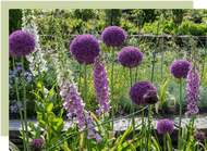 Tips & tricks for spring bulb success Tips & tricks for spring bulb success