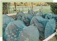 Garden Cloches, Covers & Tunnels
