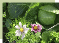 Companion planting in your home garden