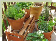 A guide to container gardening