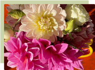 How to Propagate Dahlias and multiply your plants for free! How to Propagate Dahlias and multiply your plants for free!