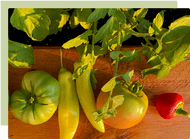 December Garden Guide December Garden Guide