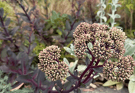 Drought Tolerant Plants Drought Tolerant Plants