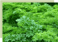 Herbs - The easiest way to add flavour to your meals! Herbs - The easiest way to add flavour to your meals!