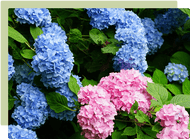 How to identify & prune your hydrangeas How to identify & prune your hydrangeas