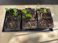 What exactly is Propagation? What exactly is Propagation?
