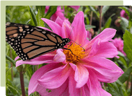 January Garden Guide January Garden Guide