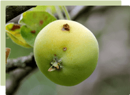 Minimising garden pests & diseases in Autumn