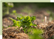 What’s so great about mulch?  What’s so great about mulch?