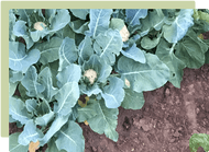 A step-by-step guide to no-dig gardening A step-by-step guide to no-dig gardening