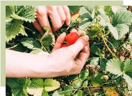 November Garden Guide