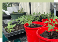 October Garden Guide October Garden Guide