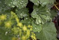 How to plant, propagate & prepare perennials for  dormancy | An autumn guide How to plant, propagate & prepare perennials for  dormancy | An autumn guide