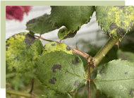 Pest and disease control in the garden  Pest and disease control in the garden