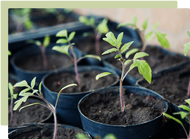 Tips for planning out your harvest