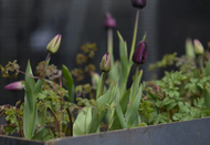 How to give your Flowering Planters the 'X' Factor How to give your Flowering Planters the 'X' Factor