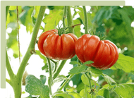 Planning and planting your summer vege garden