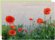 Growing Anzac Poppies
