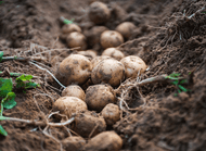 Growing Potatoes Growing Potatoes