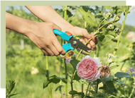 A guide to rose pruning and care A guide to rose pruning and care