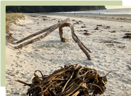 Make your own Seaweed Fertiliser Make your own Seaweed Fertiliser