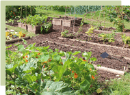 September Garden Guide