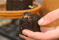 A Quick Guide to Soil Blocking for Cut Flowers A Quick Guide to Soil Blocking for Cut Flowers
