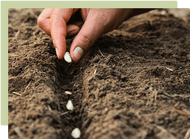 Growing from Seed: sowing in soil & containers