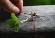 Winter strawberry guide | Growing & propagating your patch  Winter strawberry guide | Growing & propagating your patch