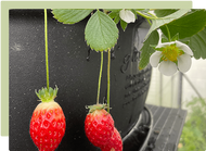 Growing strawberries at home  Growing strawberries at home