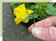 How to get nonstop garden colour through summer