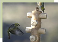 ​Which Wild Bird Feeder? Attracting birds to your garden 