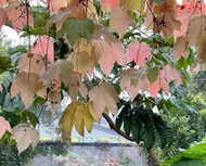 Evergreen or deciduous tree?  Evergreen or deciduous tree?