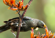 Bringing Pollinators to your Garden Bringing Pollinators to your Garden