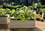 Wintering Well | Growing flowers, herbs & bulbs indoors during winter Wintering Well | Growing flowers, herbs & bulbs indoors during winter