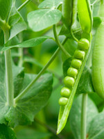 DT Brown Seeds Early Crop Massey Pea - Vegetable Seeds DT Brown Seeds Early Crop Massey Pea - Vegetable Seeds