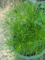 DT Brown Seeds Dill - Herb Seeds