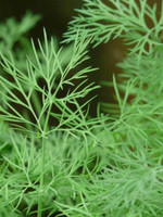 DT Brown Seeds Dill - Herb Seeds DT Brown Seeds Dill - Herb Seeds