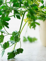 DT Brown Seeds Italian Parsley - Herb Seeds DT Brown Seeds Italian Parsley - Herb Seeds