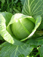 DT Brown Seeds Sugarloaf Cabbage - Vegetable Seeds DT Brown Seeds Sugarloaf Cabbage - Vegetable Seeds