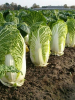DT Brown Seeds Wong Bok Chinese Cabbage - Vegetable Seeds