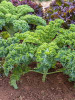 DT Brown Seeds Dwarf Green Curled Kale - Vegetable Seeds DT Brown Seeds Dwarf Green Curled Kale - Vegetable Seeds