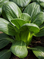 DT Brown Seeds Pak Choi - Vegetable Seeds