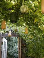 DT Brown Seeds Butternut Pumpkin - Vegetable Seeds DT Brown Seeds Butternut Pumpkin - Vegetable Seeds