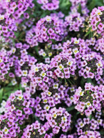 DT Brown Seeds Pastel Carpet Alyssum - Flower Seeds DT Brown Seeds Pastel Carpet Alyssum - Flower Seeds