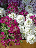 DT Brown Seeds Pastel Carpet Alyssum - Flower Seeds DT Brown Seeds Pastel Carpet Alyssum - Flower Seeds
